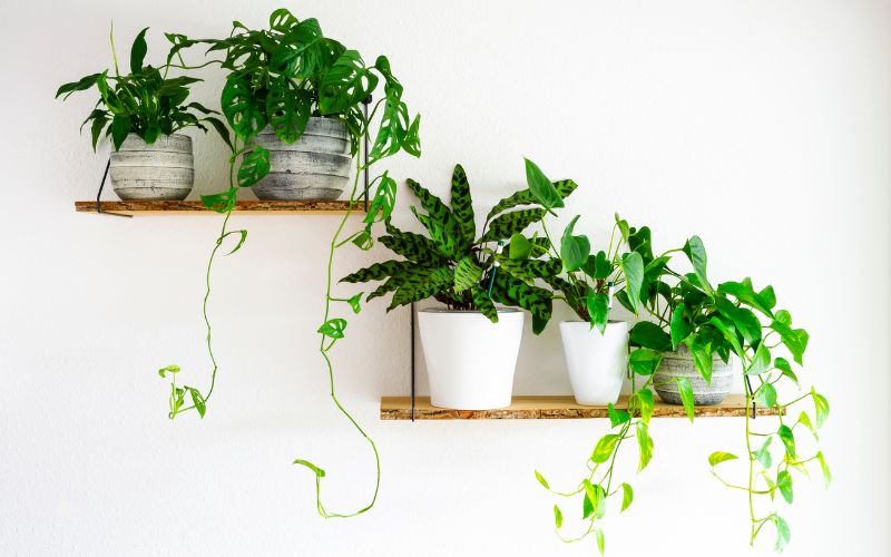 Mold Growth In Homes
