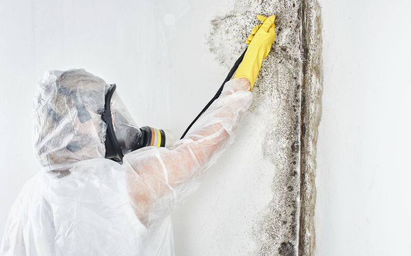 professional mold remediation