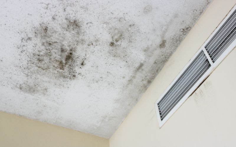 mold dangerous for seniors