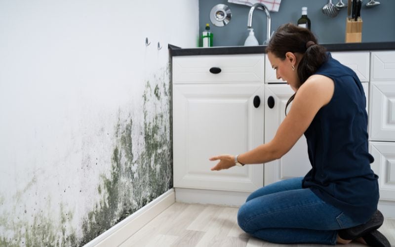 mold in commercial settings
