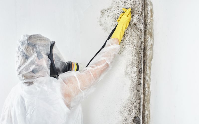 mold removal