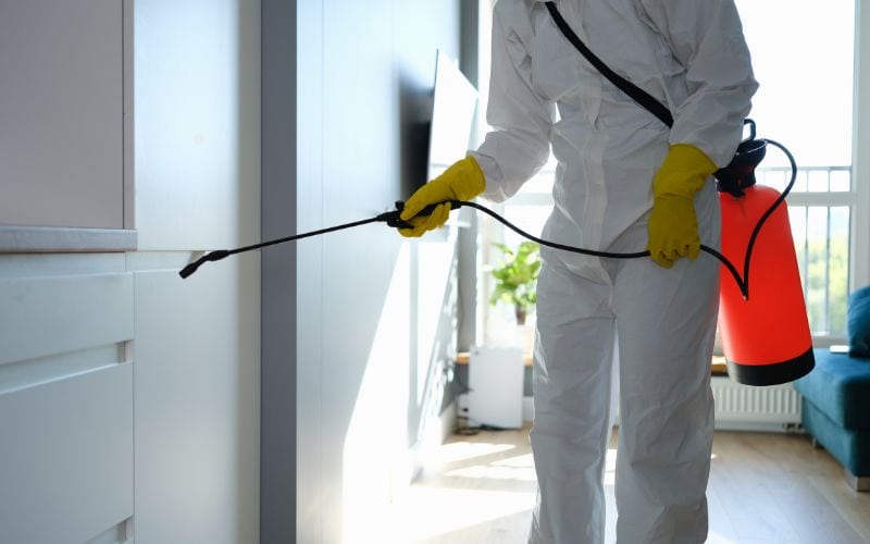 mold remediation