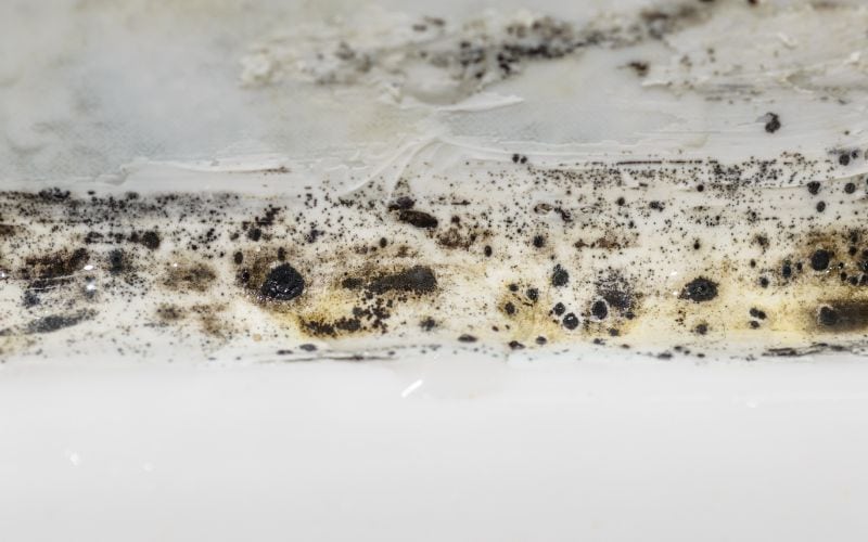 mold in toilet
