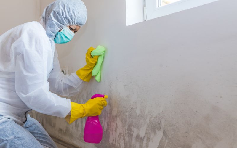 sanitization remove mold spores