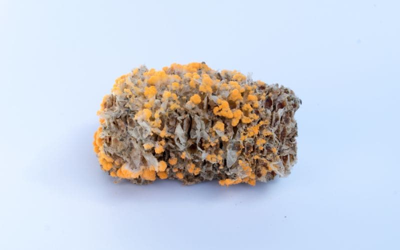 mycotoxins