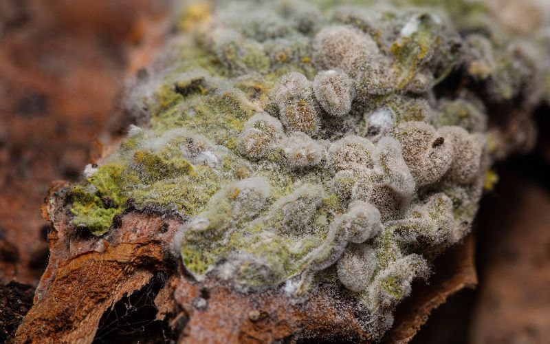 mold and fungi