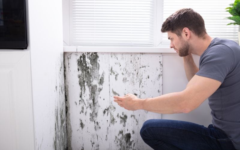 black mold in home