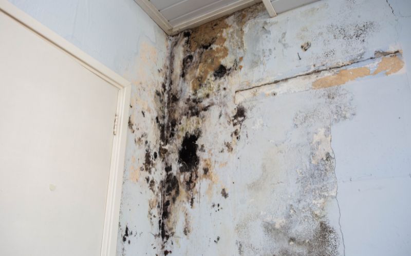 mildew