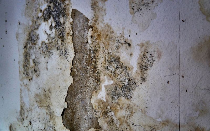 types of mold