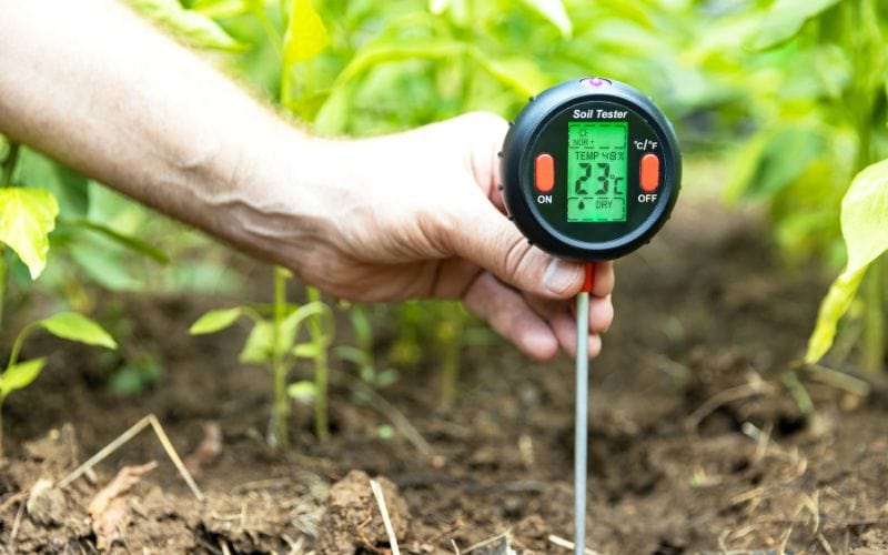 mold-free plant soil