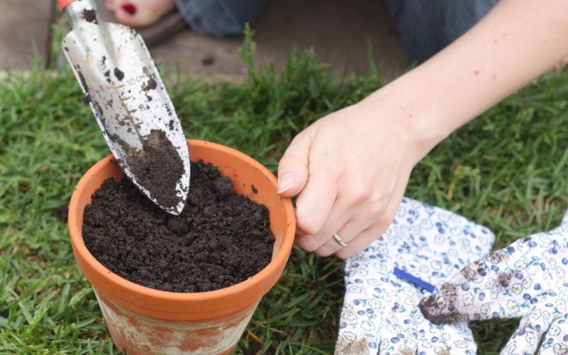 potting soil for mold control