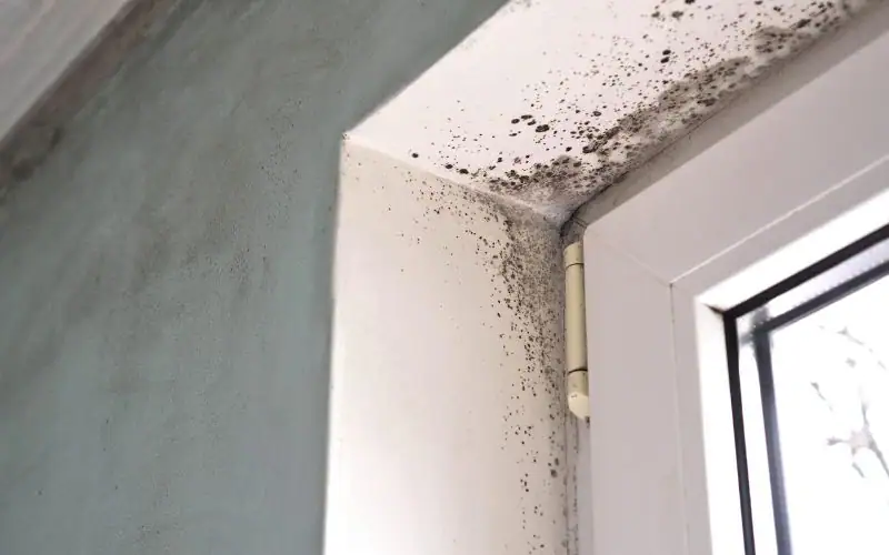 Mold in windows