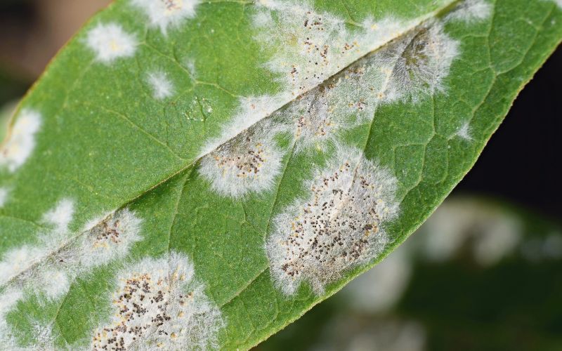 white mold vs powdery mildew on plants