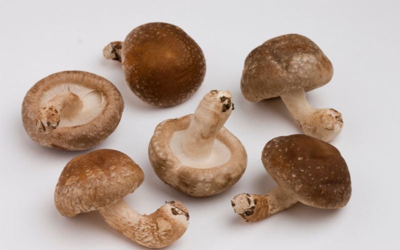 mashroom
