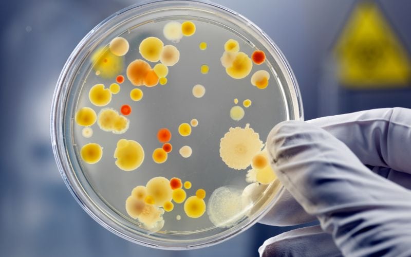bacteria