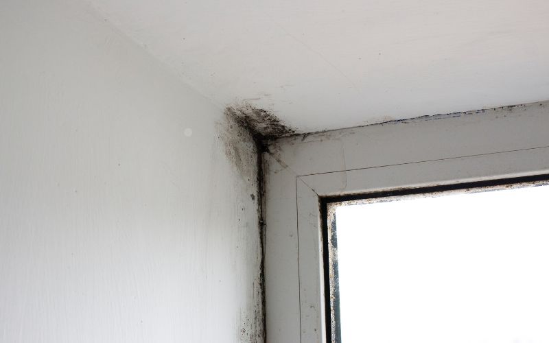 sunlight in mold prevention