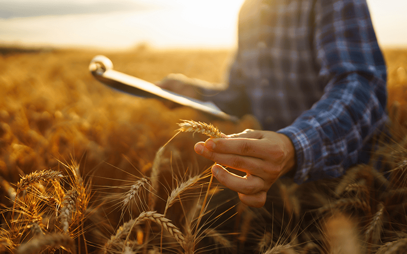 man_walking_in_the_farm