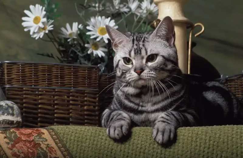 Американская короткошерстная кошка. Американская короткошерстная кошка.
