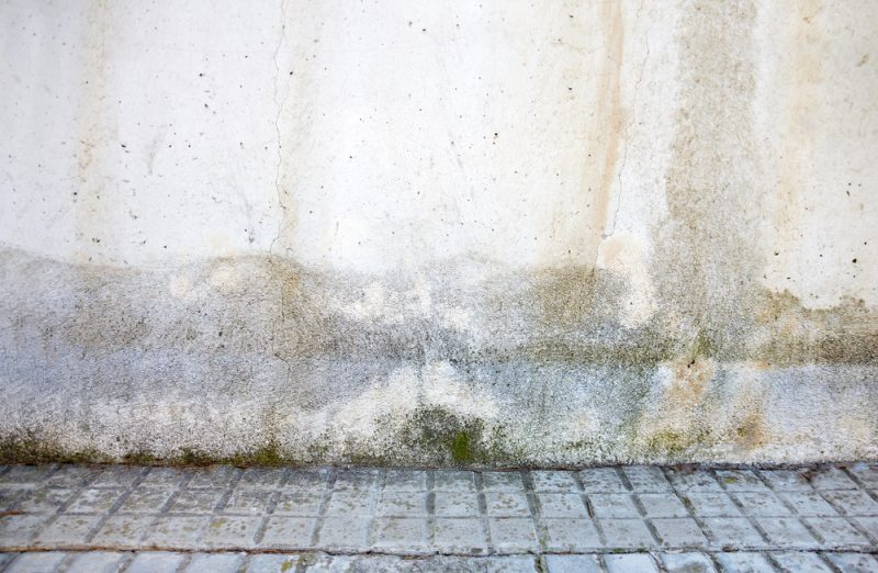 signs of mold