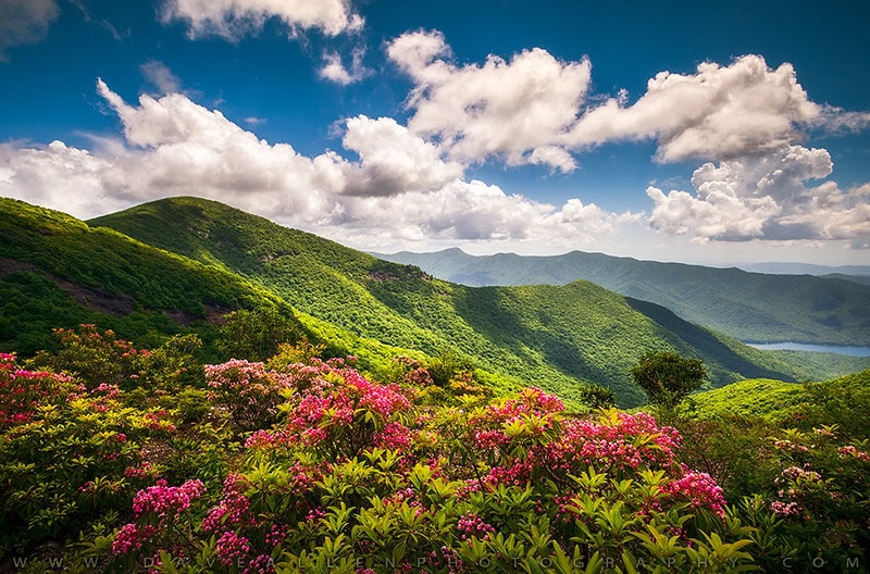 You are currently viewing Springtime in the High Country, the Blooms You Can Expect to See | White Fence Farm