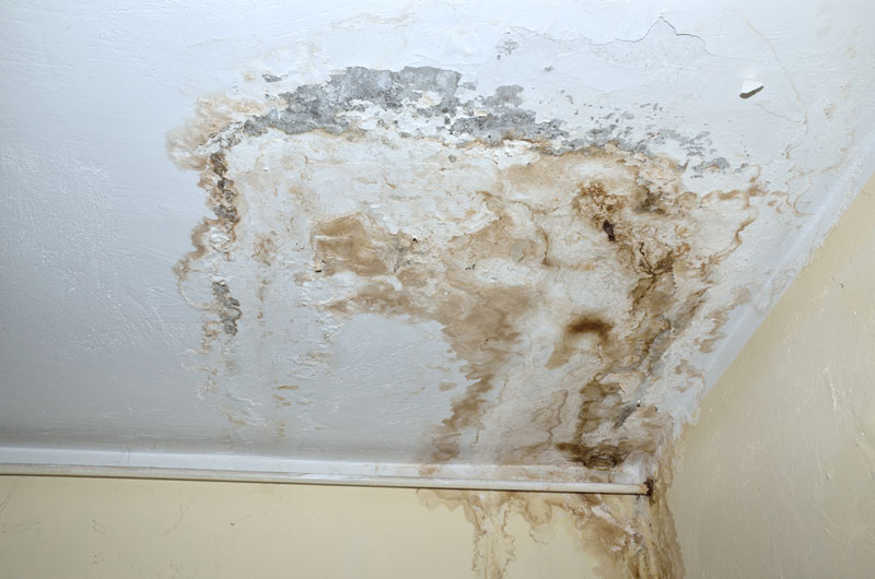 yellow mold