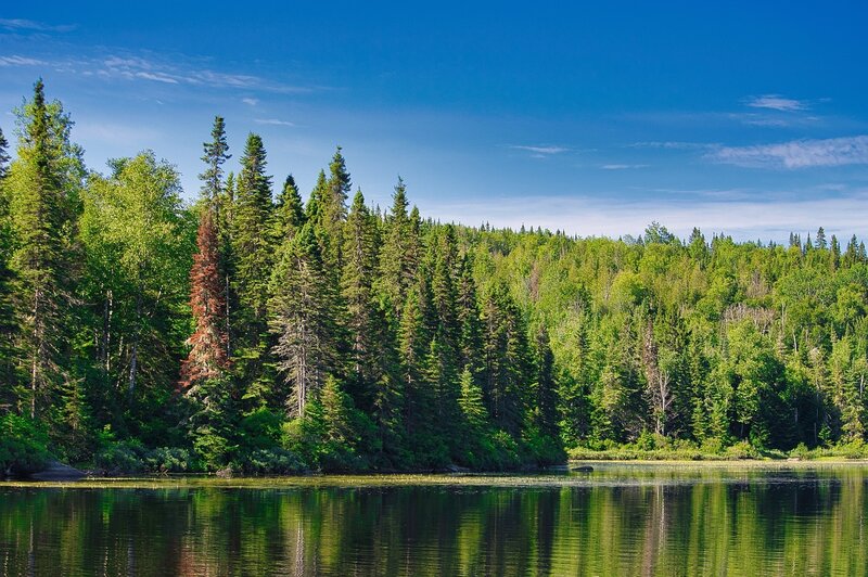 Idyllischer Waldsee in Kanada mit dichter Nadel- und Laubbaum-Vegetation unter klarem blauem Himmel.