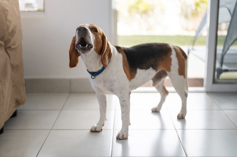 cane che abbaia in casa
