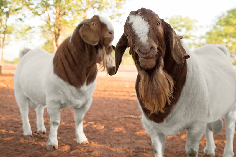 the-importance-of-deworming-goats