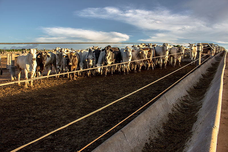 supplementary-feeding-cattle-in-winter