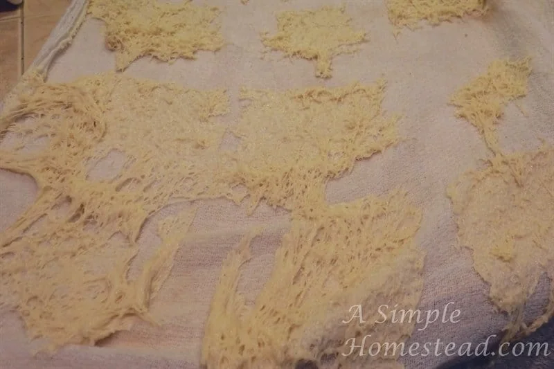 Lion house rolls stuck to towel