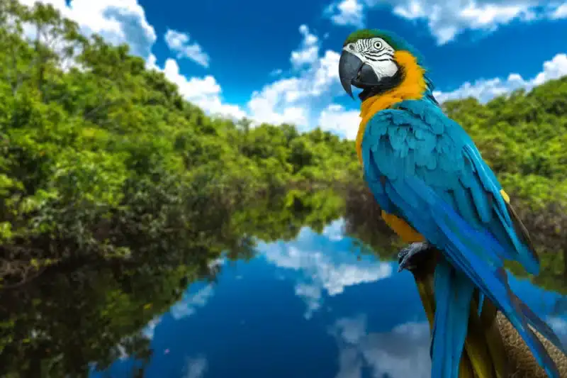 Endangered Birds in the Amazon