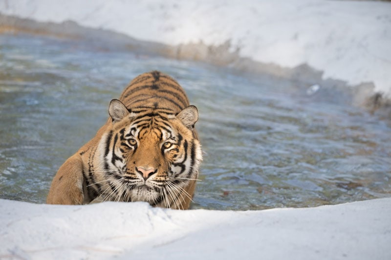 tiger in pool
