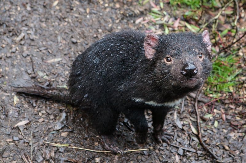 Tasmanian Devil
