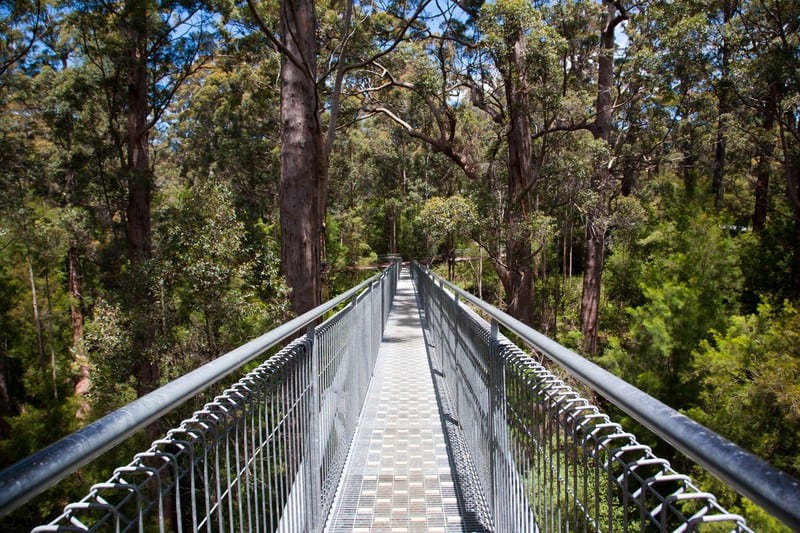 Tree Top Walk Valley of the Giants