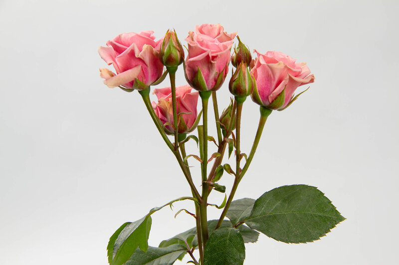 Spray Sweet Sensation - Image 4