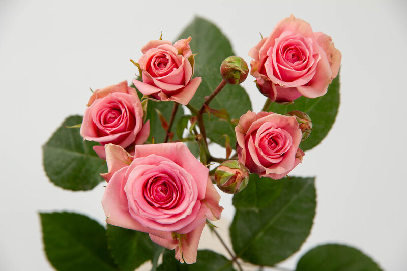 Spray Sweet Sensation - Image 2