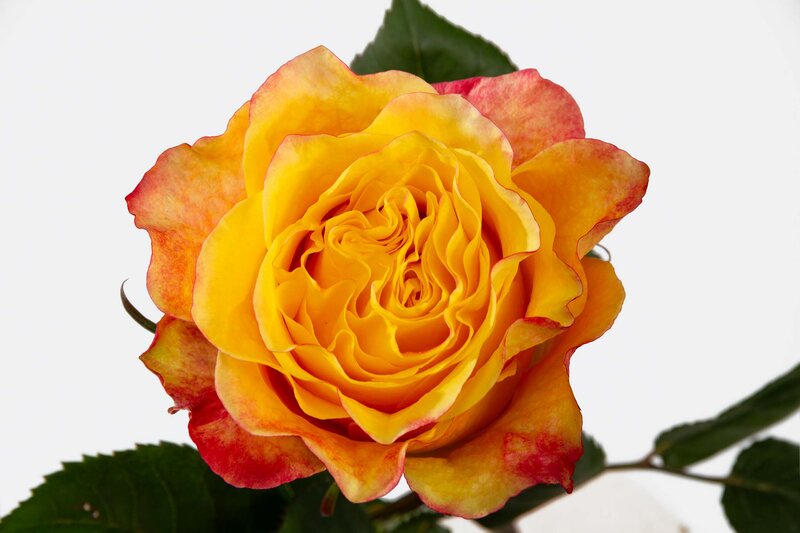 Honeybee (25 St Bunch-PB)