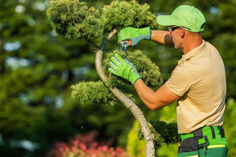 Tree Surgeon