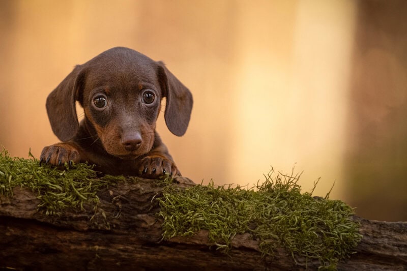 Teckel (Dachshund)