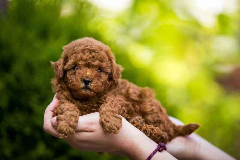 Caniche Toy