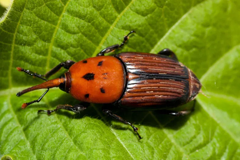 picudo rojo