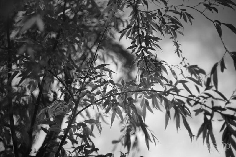 Leitz summar 5cm f2 ライカ ズマール 50mm f2 作例画像 エモい写真 木 植物 自然