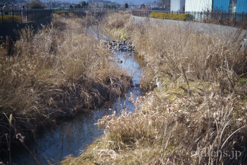 Leitz summar 5cm f2 ライカ ズマール 50mm f2 作例画像 エモい写真 風景 自然 小川 鷺