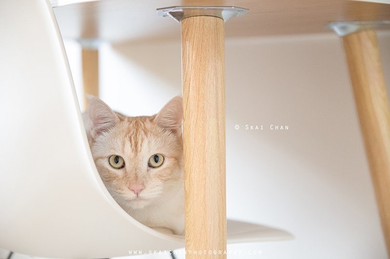 Skai Chan Photography2