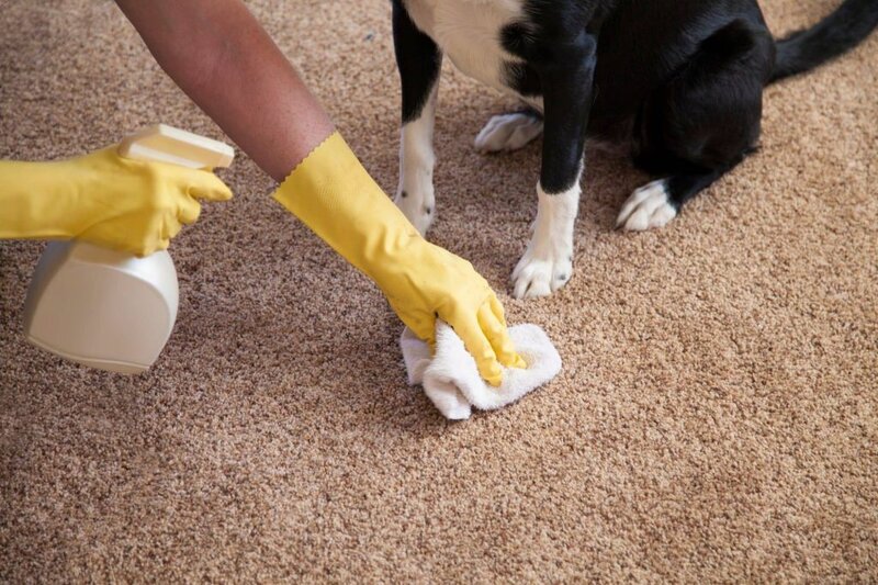carpet-sofa-couch-mattress-curtain-chair-ottoman-rug-cleaning-miami-aventura-usapurecleaningus
