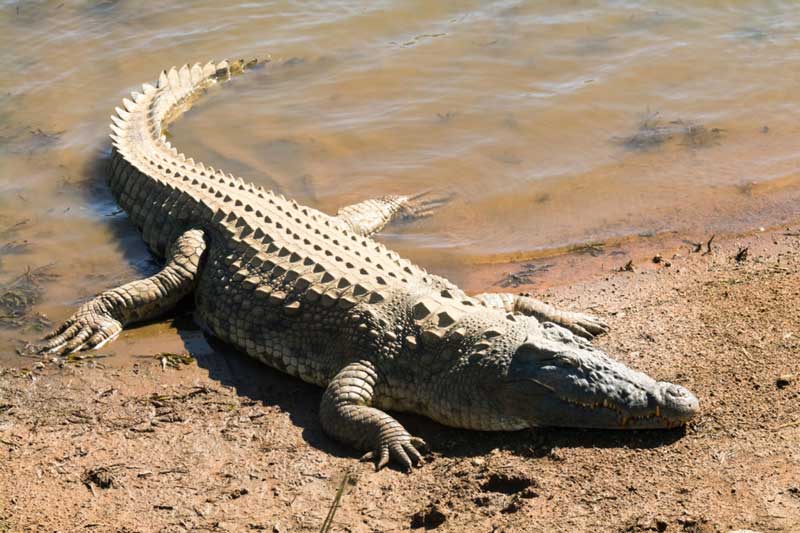 Нильский крокодил (Crocodylus niloticus) обитает в широком ряду восточной и южной Сахар Африки и Мадагаскара. Его длина достигает 6 метров (20 футов), а его масса превышает 1000 кг Нильский крокодил (Crocodylus niloticus) обитает в широком ряду восточной и южной Сахар Африки и Мадагаскара. Его длина достигает 6 метров (20 футов), а его масса превышает 1000 кг
