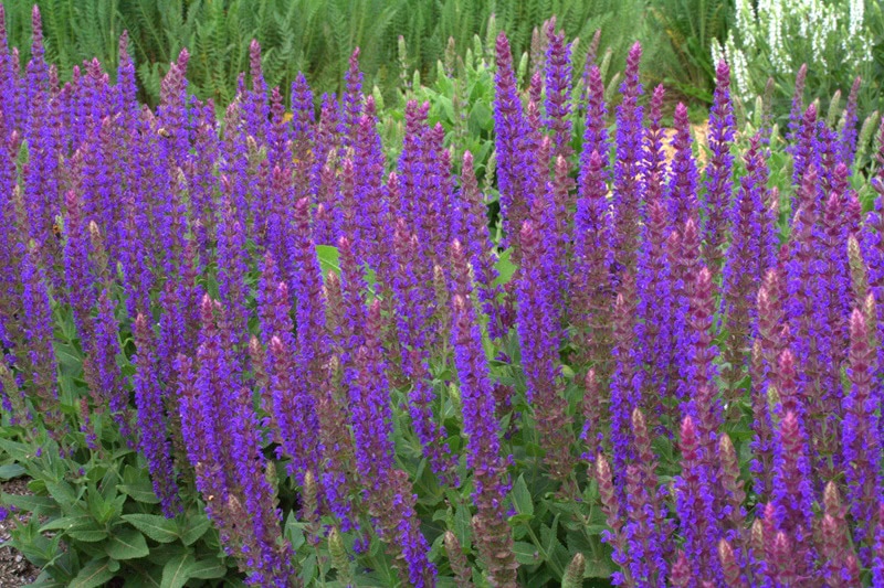 Salvia x sylvestris 'Lubecca'
