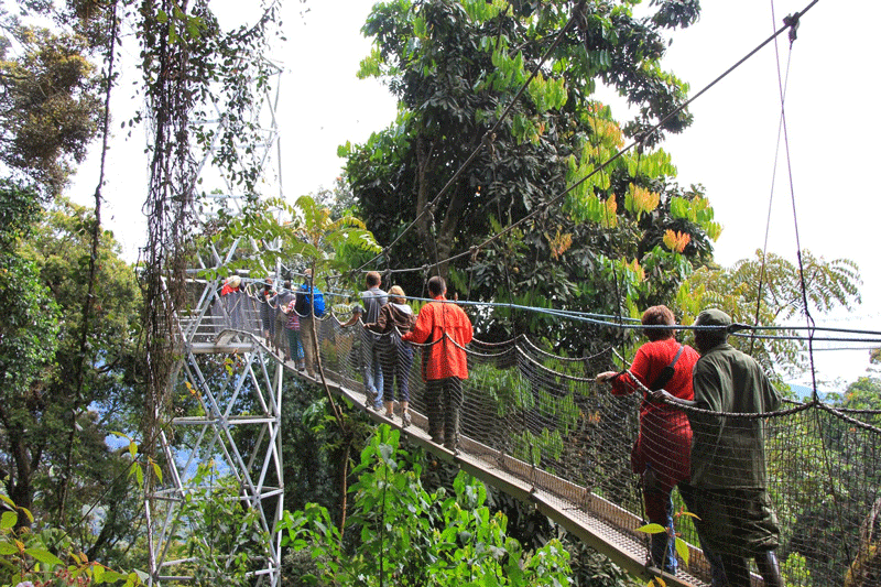6 days Nyungwe and Volcanoes National Park Safari