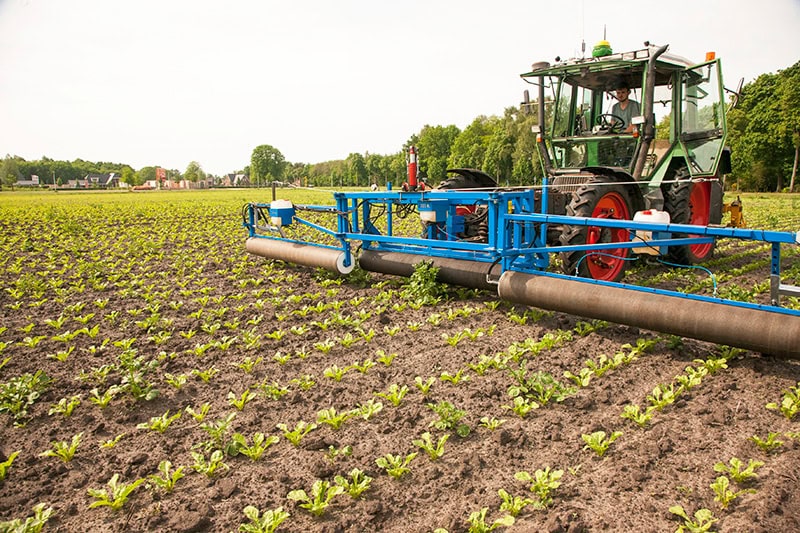 Control of volunteer potatoes in sugar beets with glyphosate in spongy rolls.