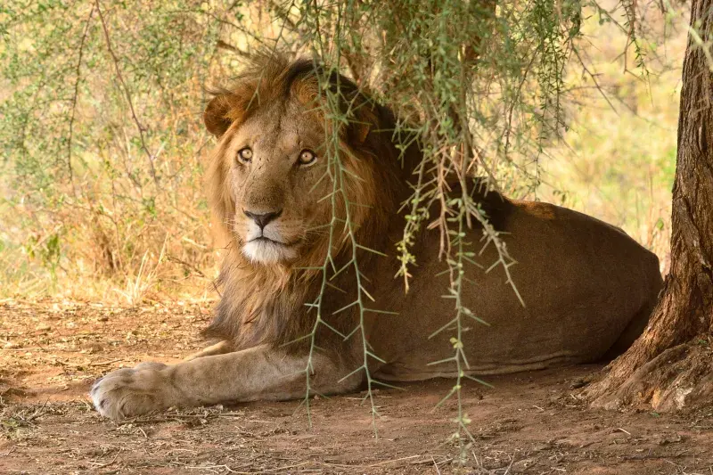 lion